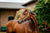 Horseware Signature Competition Headcollar, Blue Haze